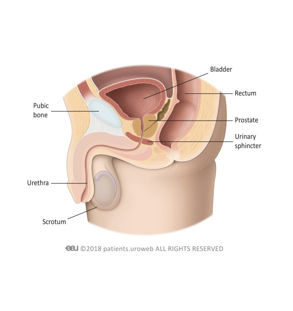 Abb. 1a: Die unteren Harnwege des Mannes.