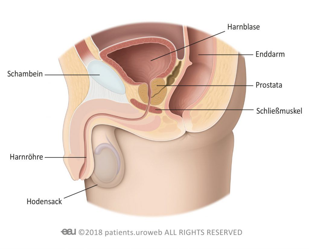 Abb. 1a: Die unteren Harnwege des Mannes.