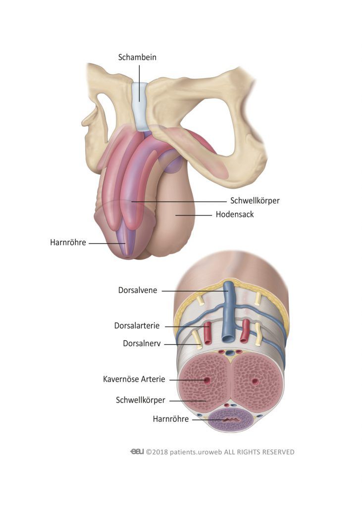 Abb. 1: Anatomie des Penis.